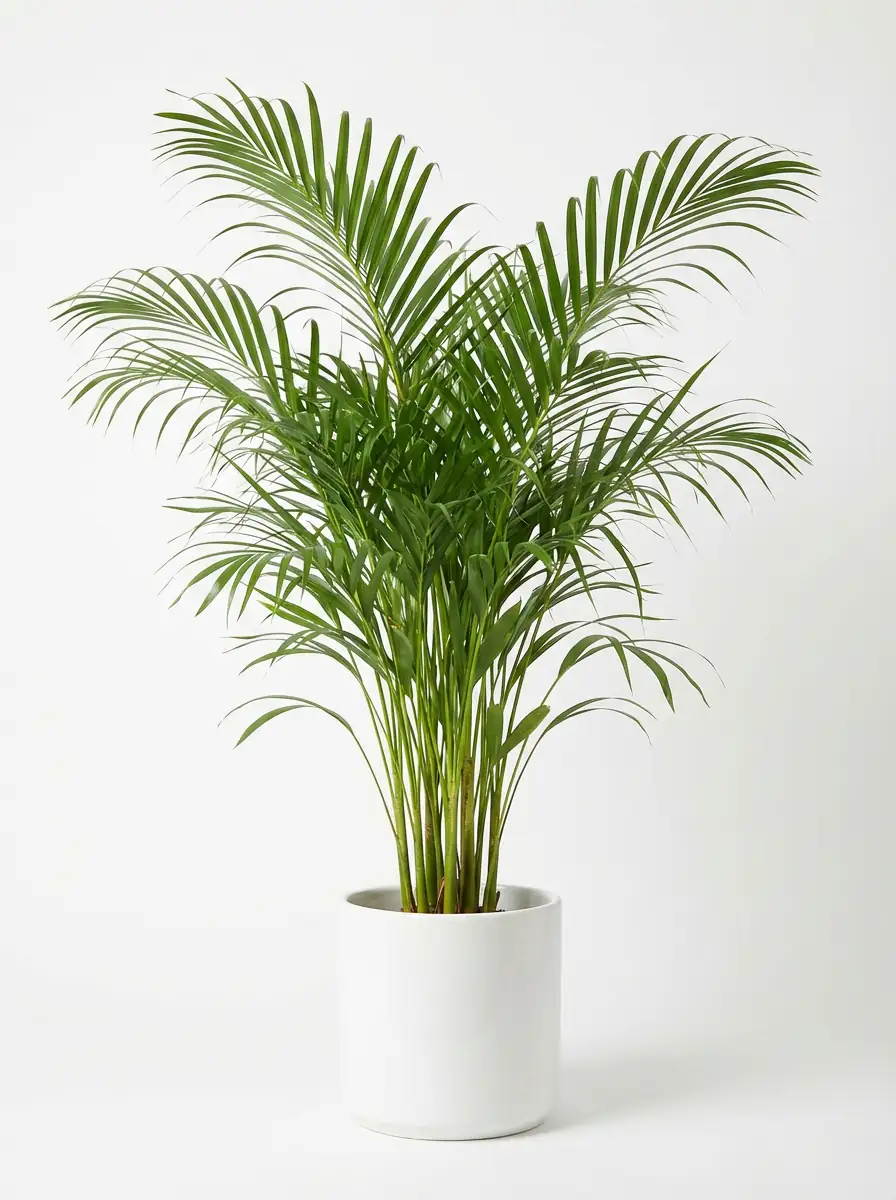 Areca Palm (Dypsis lutescens (syn. Chrysalidocarpus lutescens)) — additional view