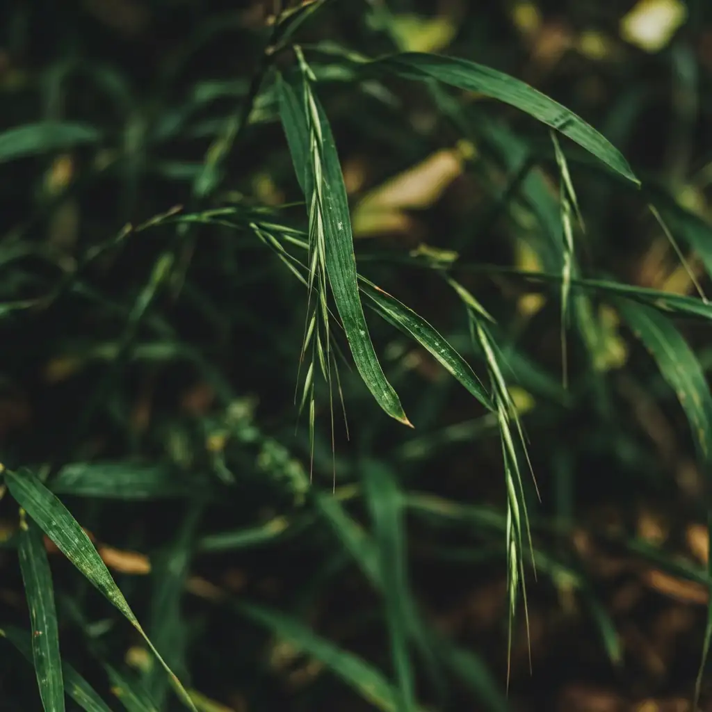 鹅观草