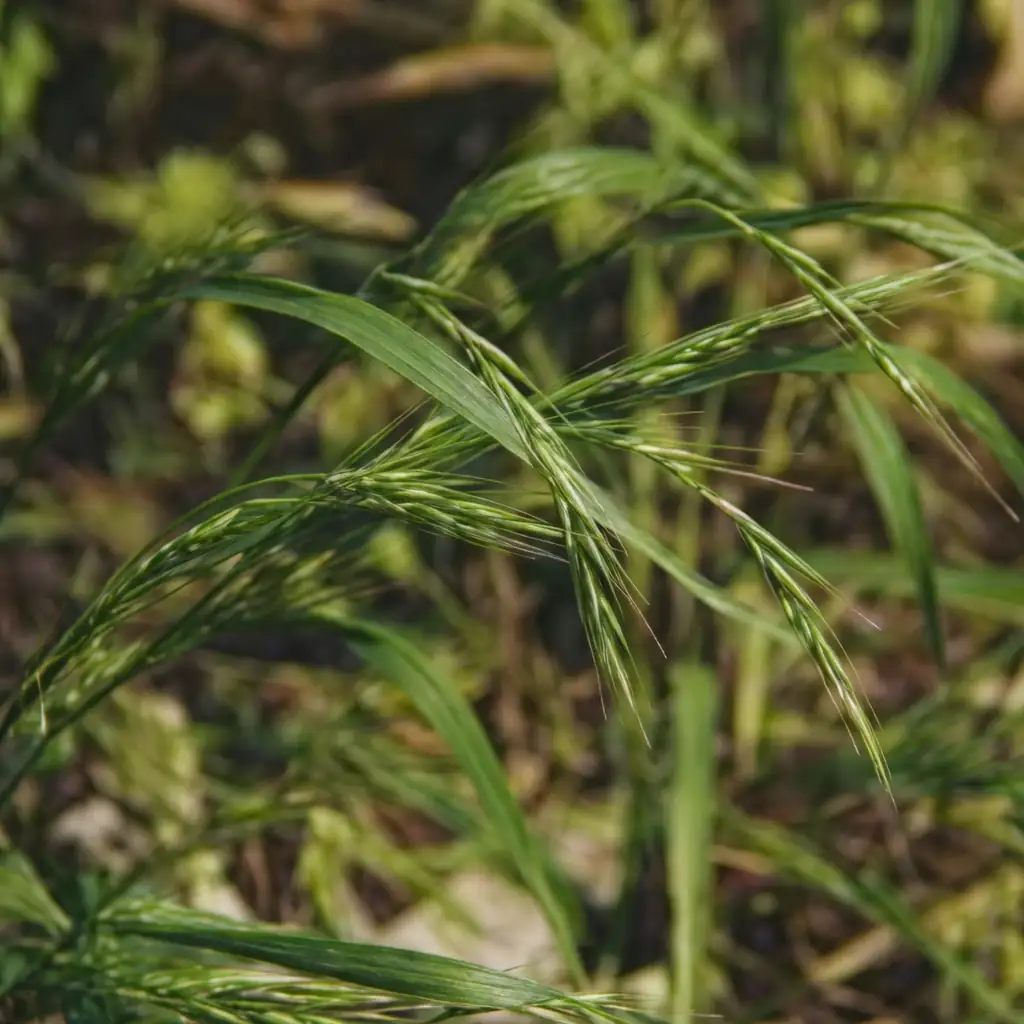 鹅观草 (Roegneria kamoji) — 细节