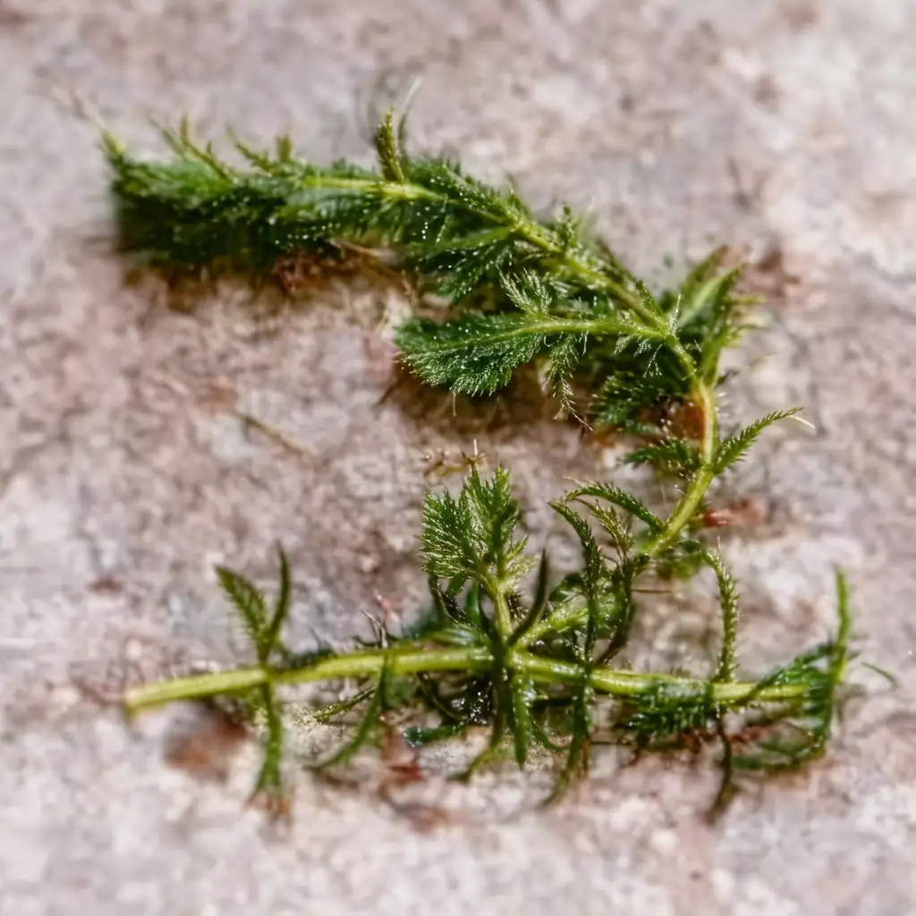黑藻 (Hydrilla verticillata) — 细节
