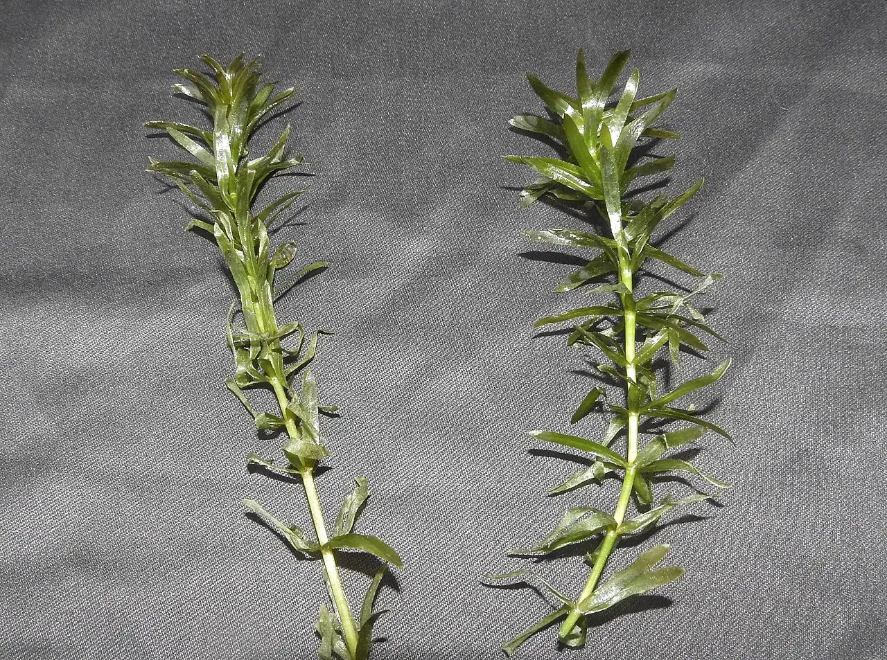 黑藻 (Hydrilla verticillata) — 特写