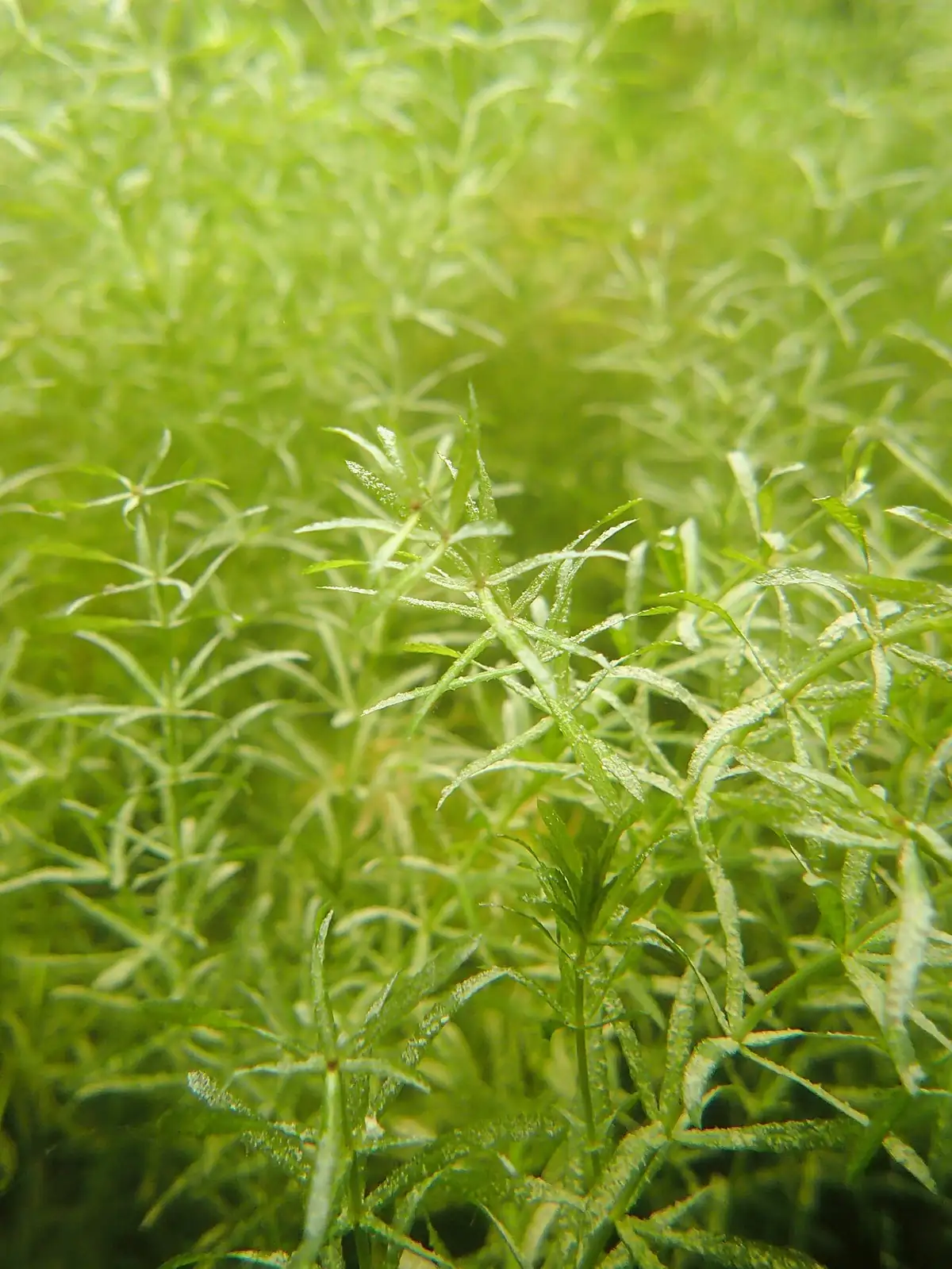 黑藻 (Hydrilla verticillata) — 更多视角