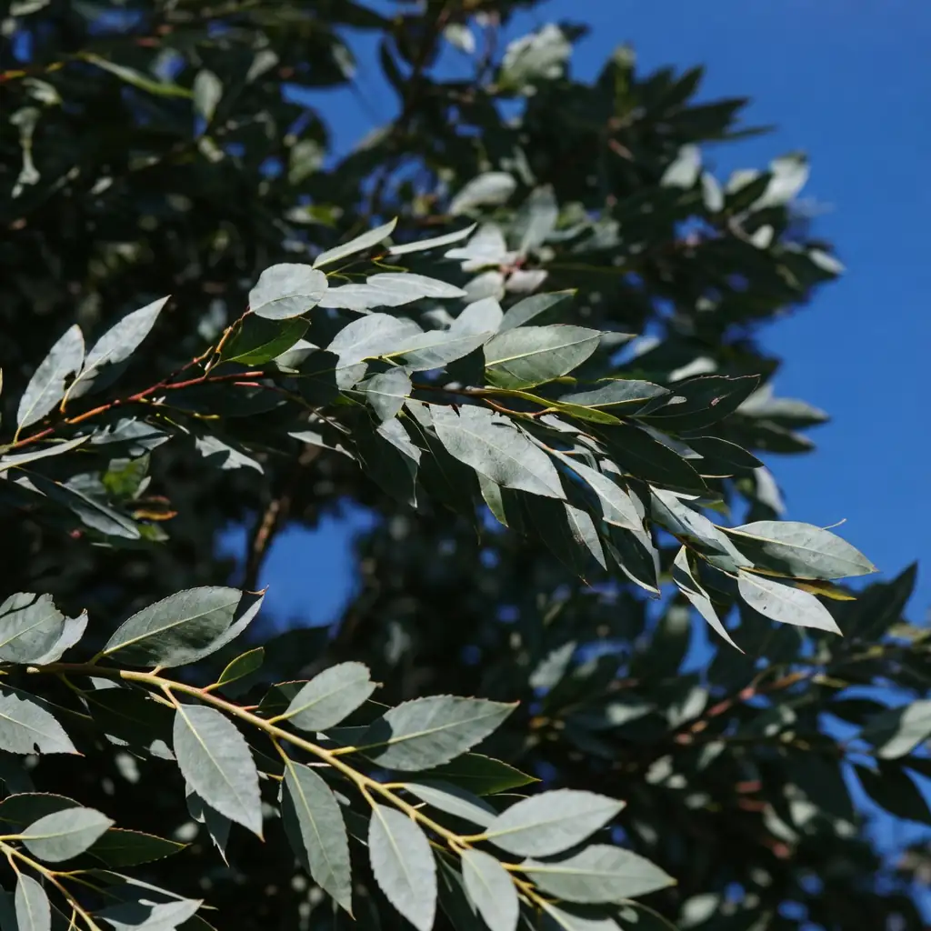 腺柳 (Salix chaenomeloides) — 细节
