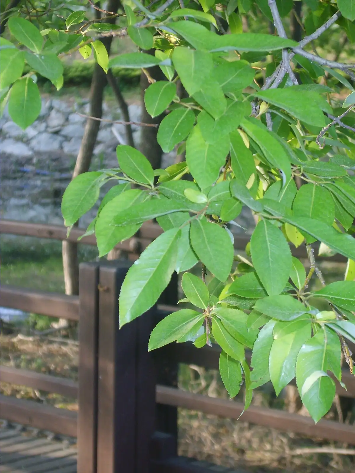 腺柳 (Salix chaenomeloides) — 特写