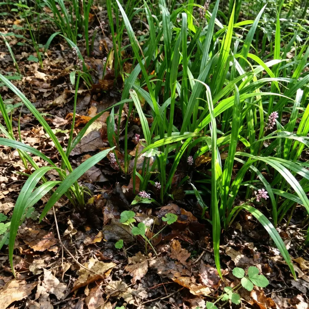 吉祥草 (Reineckia carnea) — 细节
