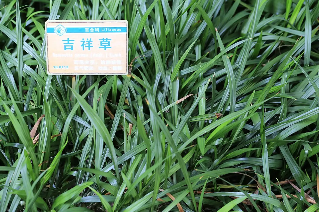 吉祥草 (Reineckia carnea) — 特写