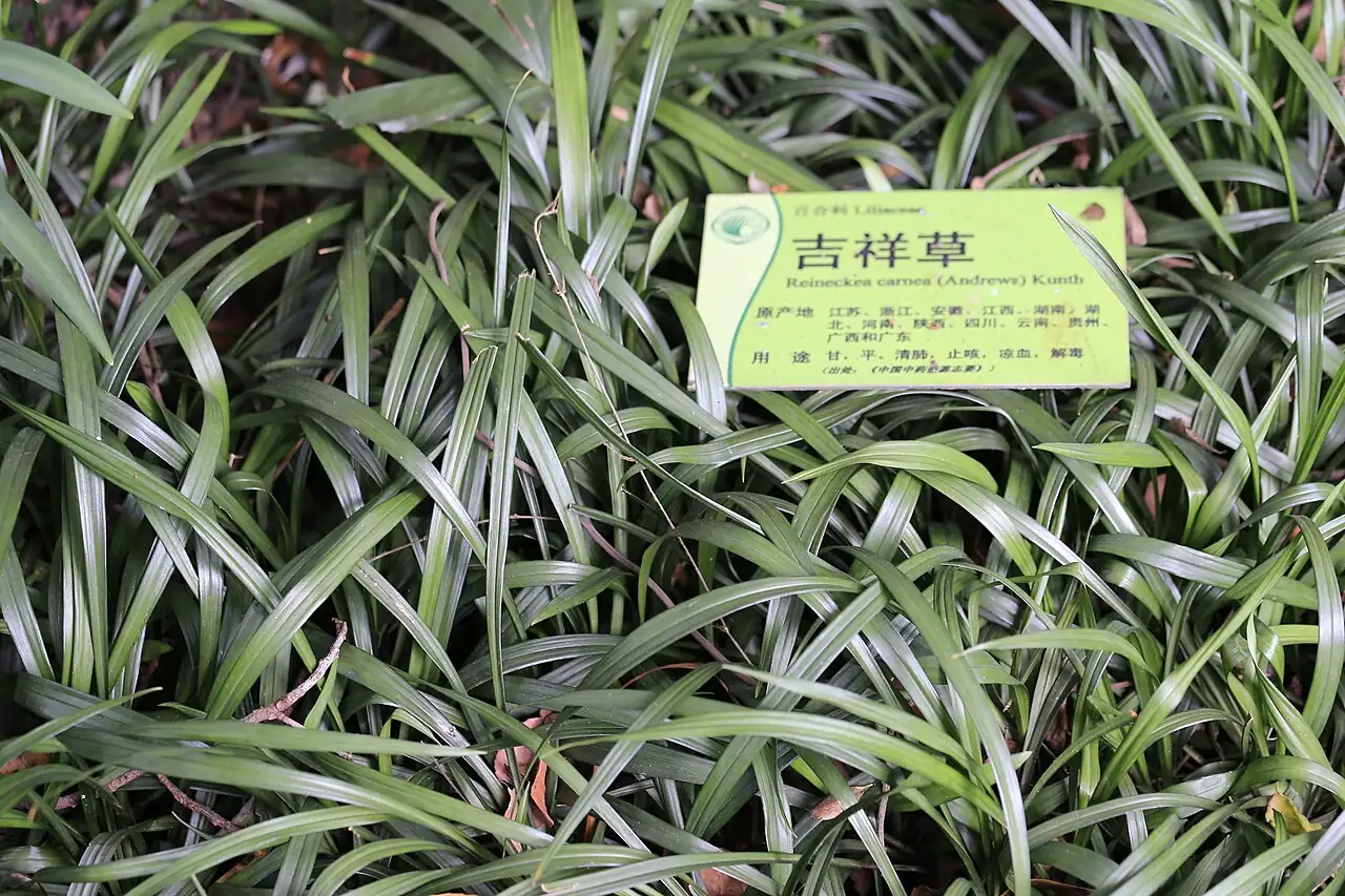 吉祥草 (Reineckia carnea) — 更多视角