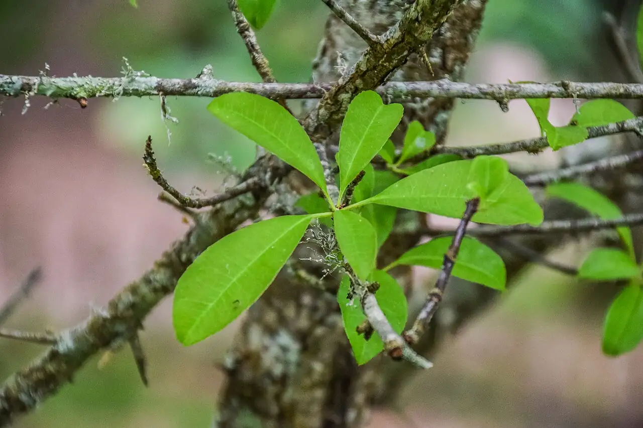 樱木石楠 (Photinia davidsoniae) — 更多视角