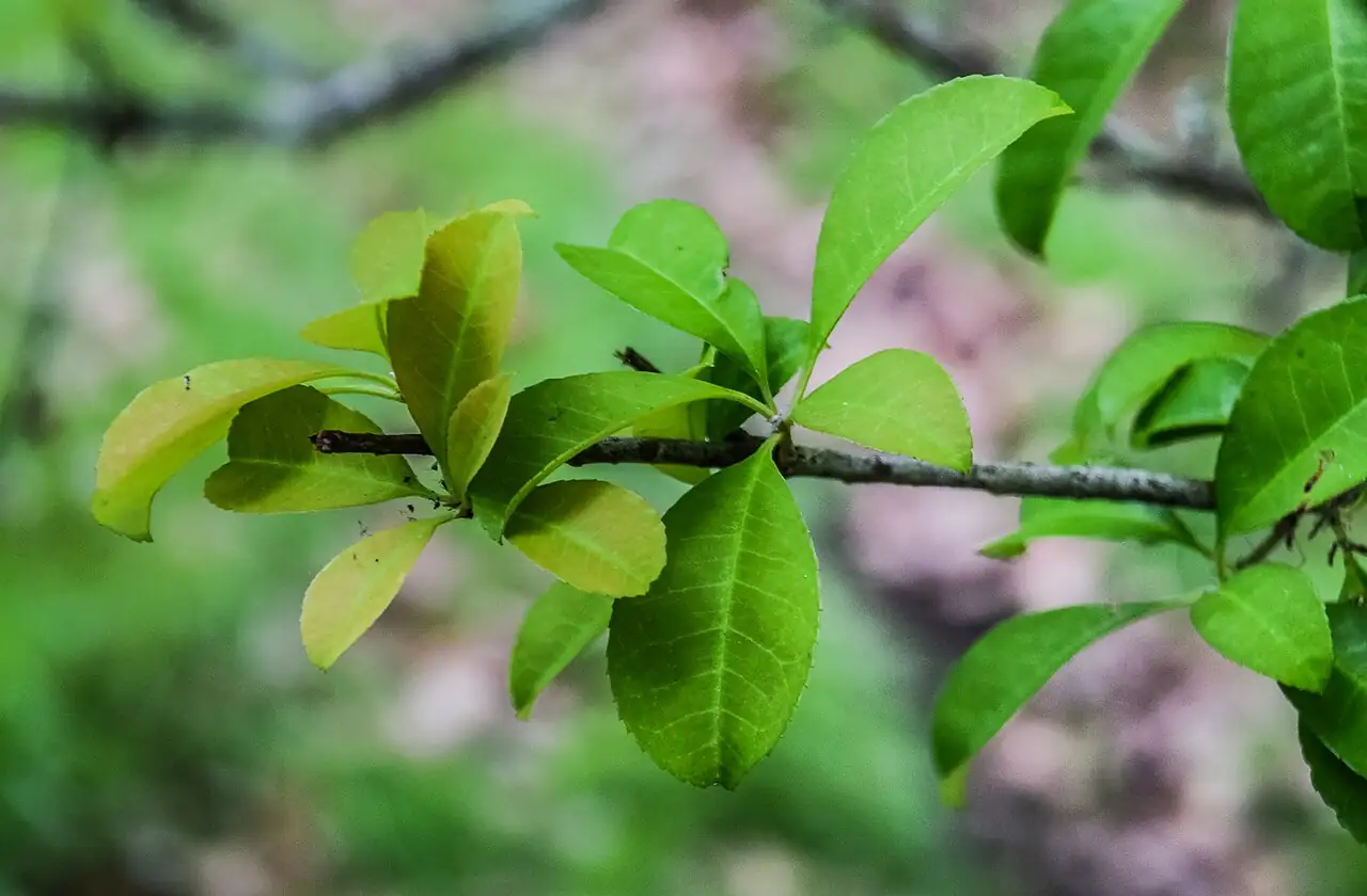 樱木石楠 (Photinia davidsoniae) — 更多视角
