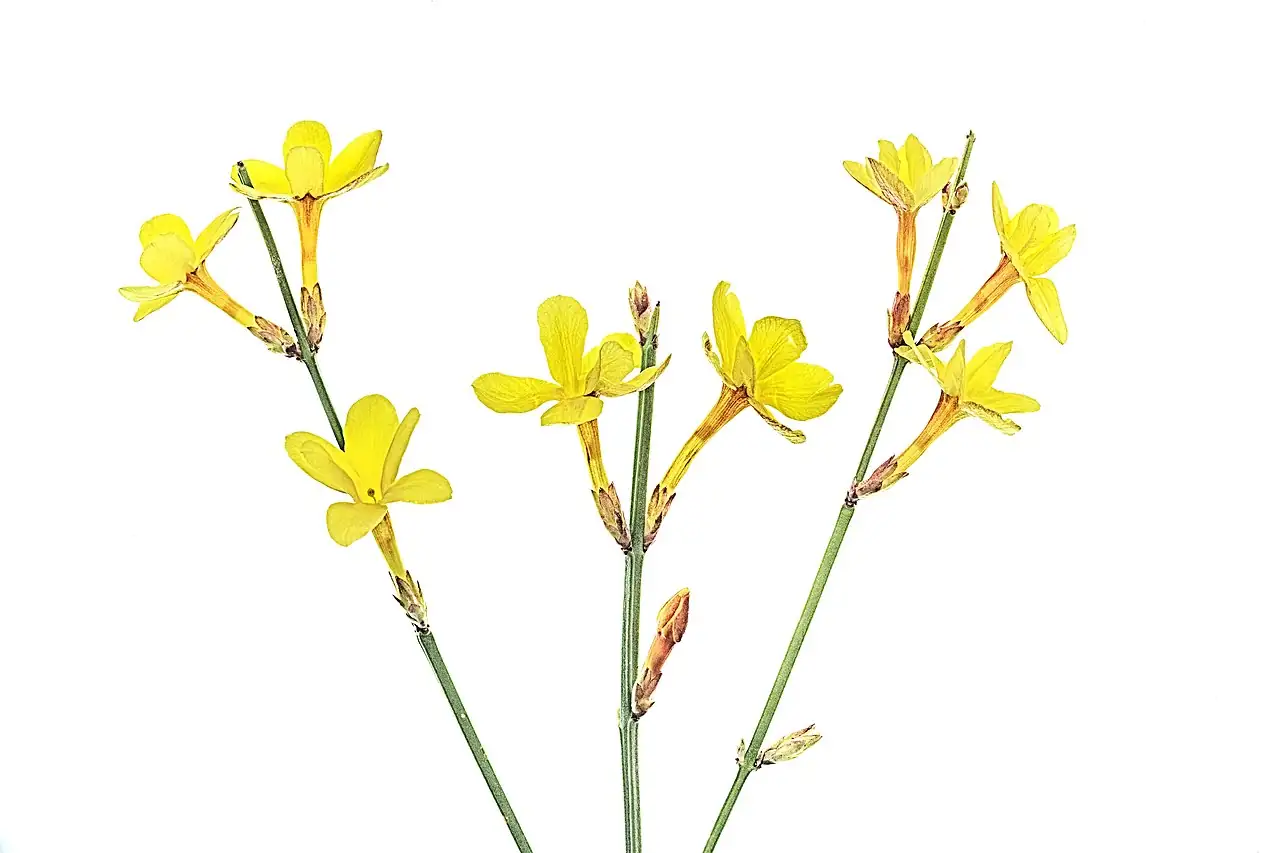 迎春 (Jasminum nudiflorum) — 更多视角