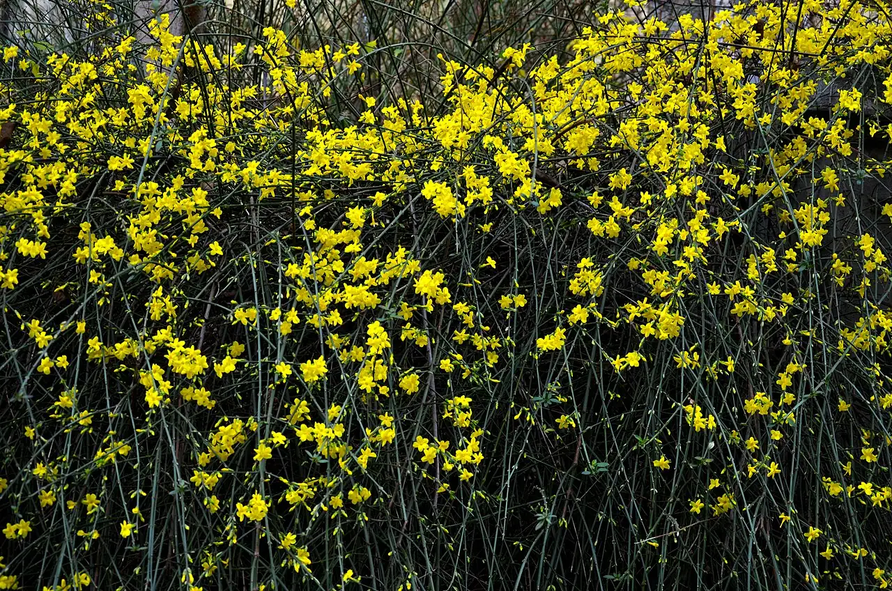 迎春 (Jasminum nudiflorum) — 环境展示