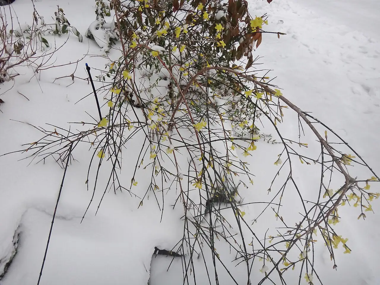 迎春 (Jasminum nudiflorum) — 更多视角