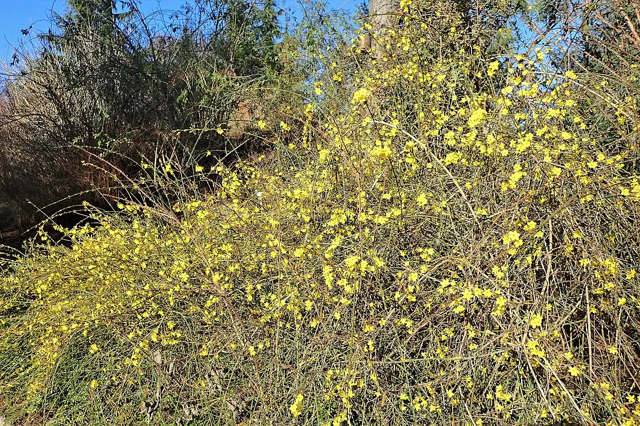 迎春 (Jasminum nudiflorum) — 特写