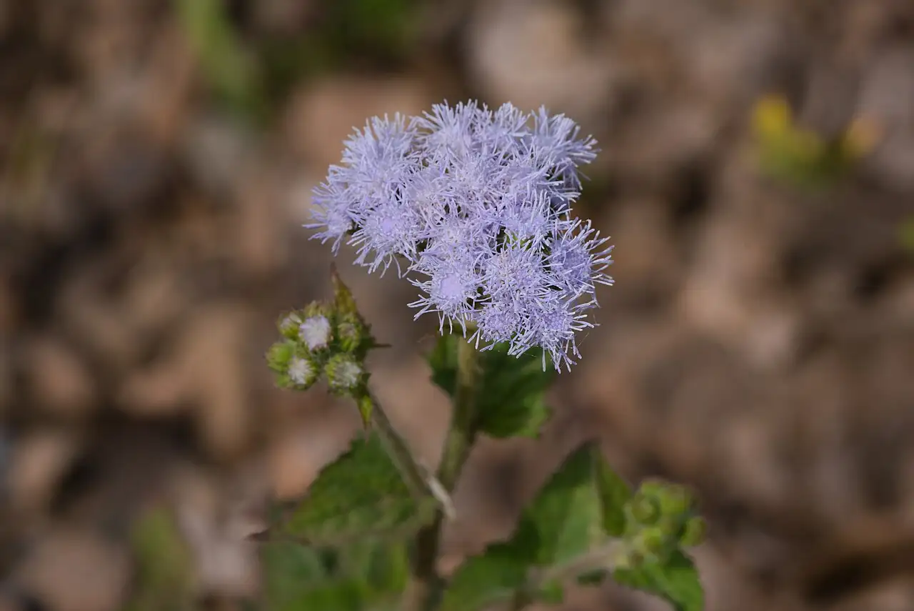 蓍香菊 (Ageratum conyzoides) — 更多视角