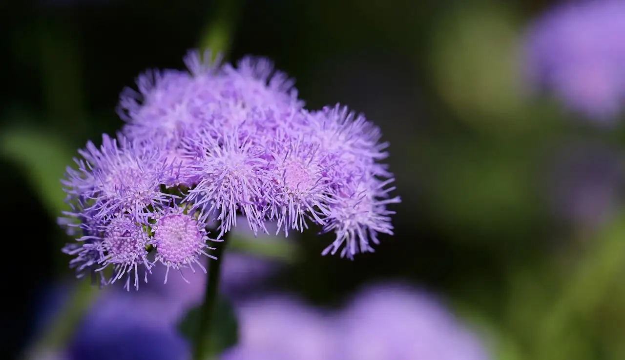 蓍香菊 (Ageratum conyzoides) — 细节