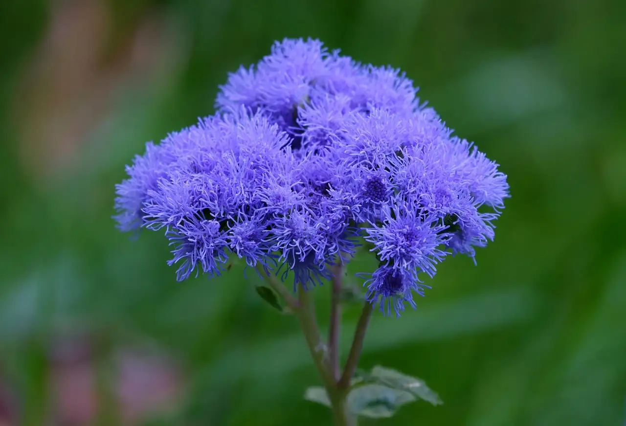 蓍香菊 (Ageratum conyzoides) — 特写
