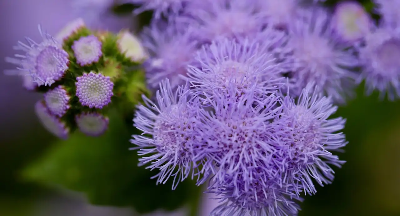 蓍香菊 (Ageratum conyzoides) — 环境展示
