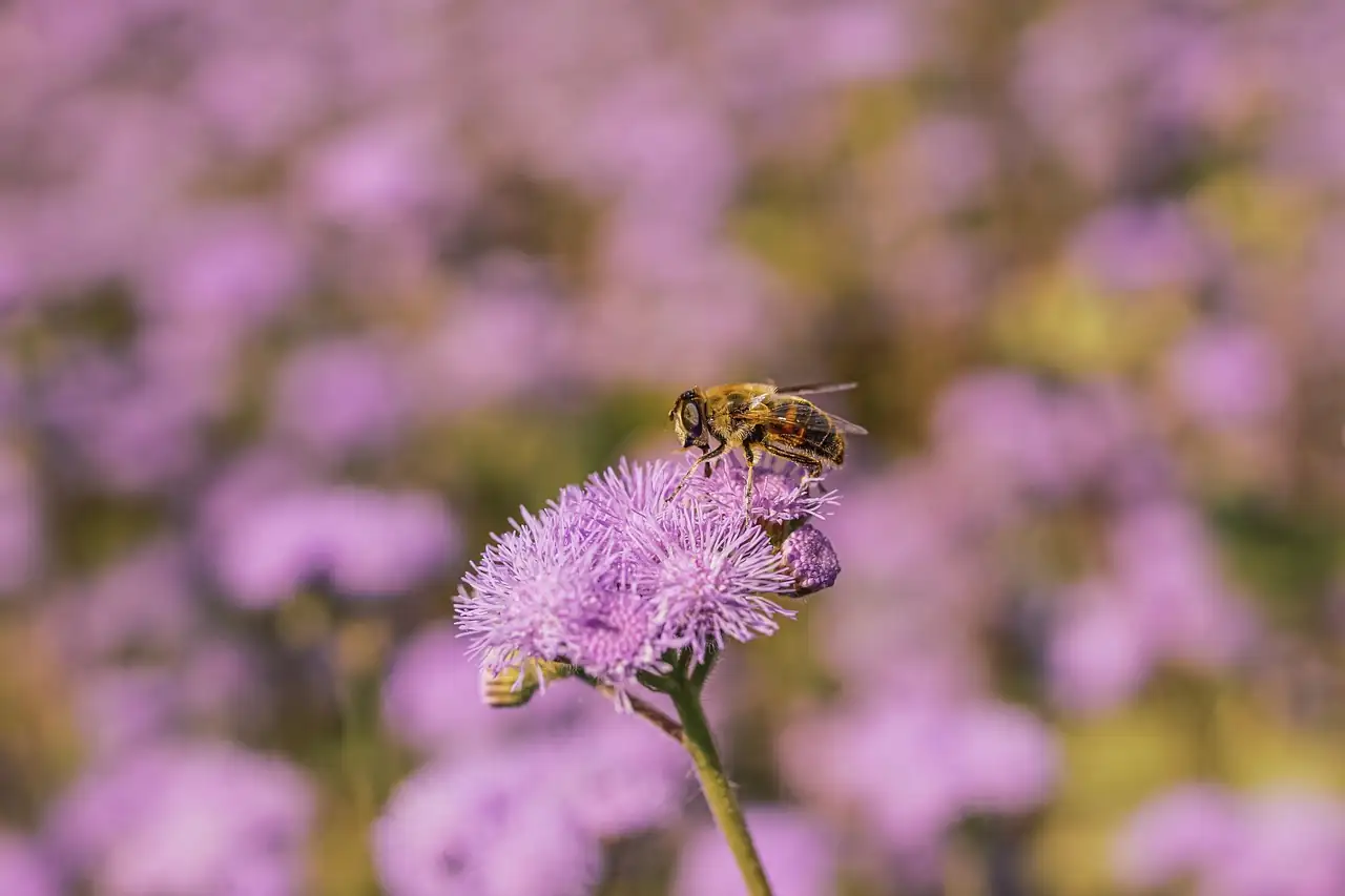 蓍香菊 (Ageratum conyzoides) — 更多视角