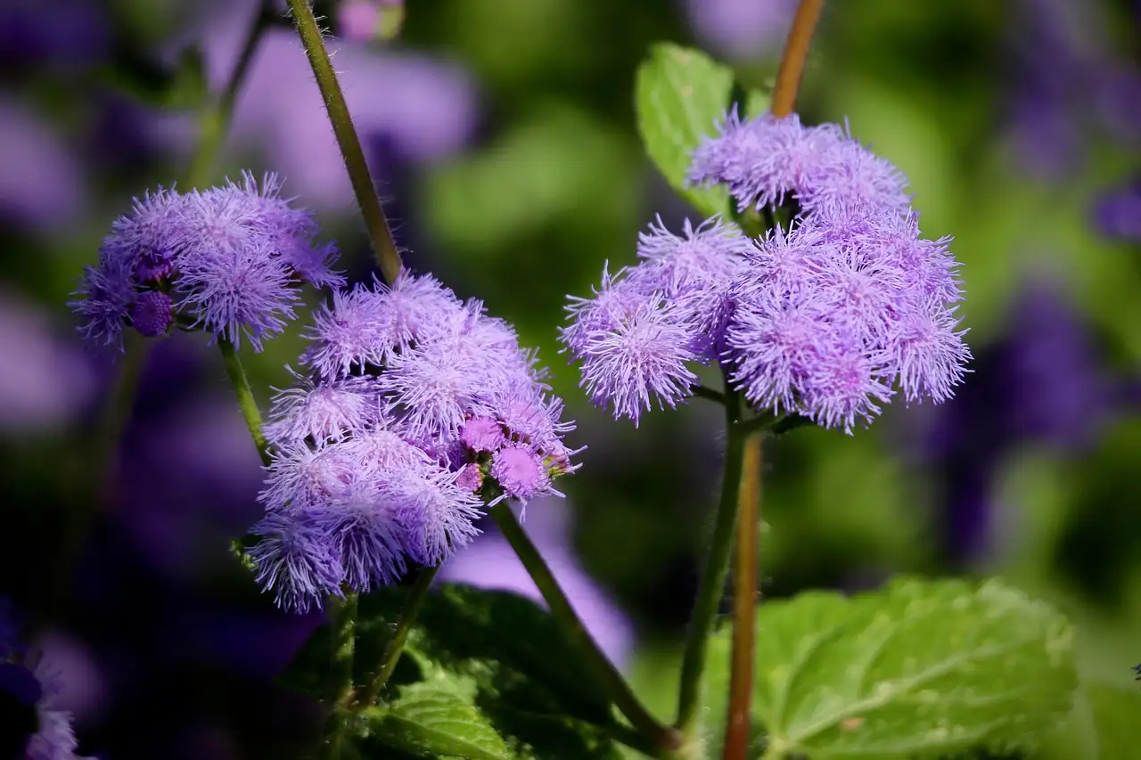 蓍香菊 (Ageratum conyzoides) — 更多视角