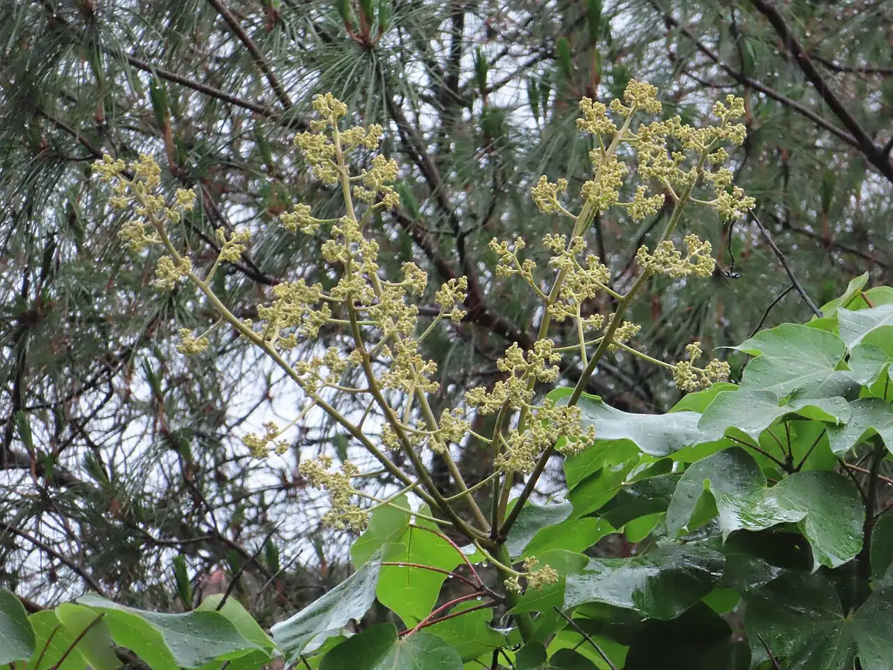 梧桐 (Firmiana simplex) — 更多视角