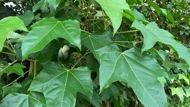 梧桐 (Firmiana simplex) — 环境展示