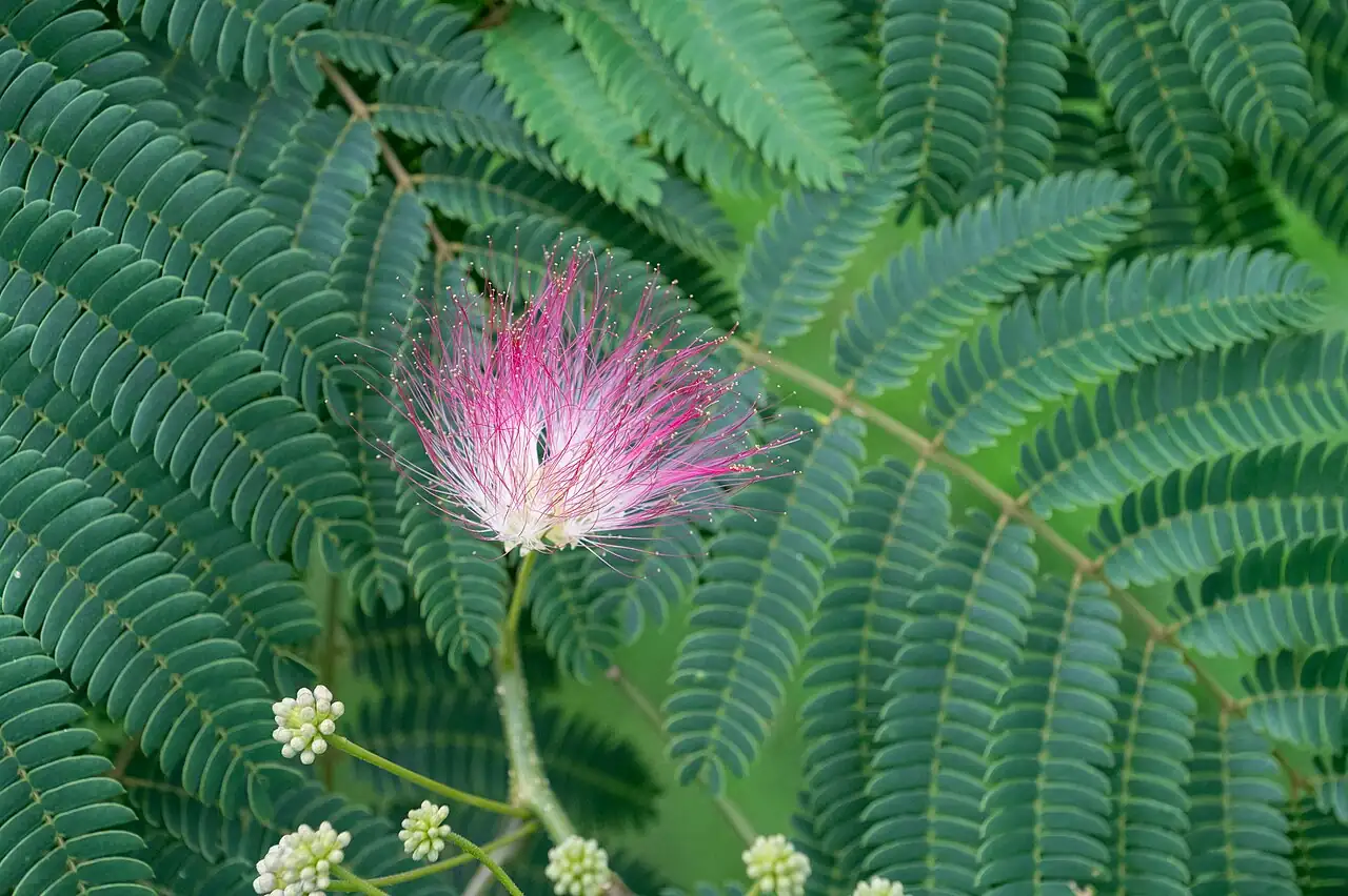 合欢 (Albizia julibrissin) — 环境展示