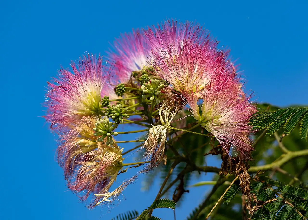 合欢 (Albizia julibrissin) — 更多视角