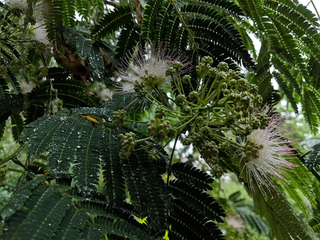 合欢 (Albizia julibrissin) — 更多视角