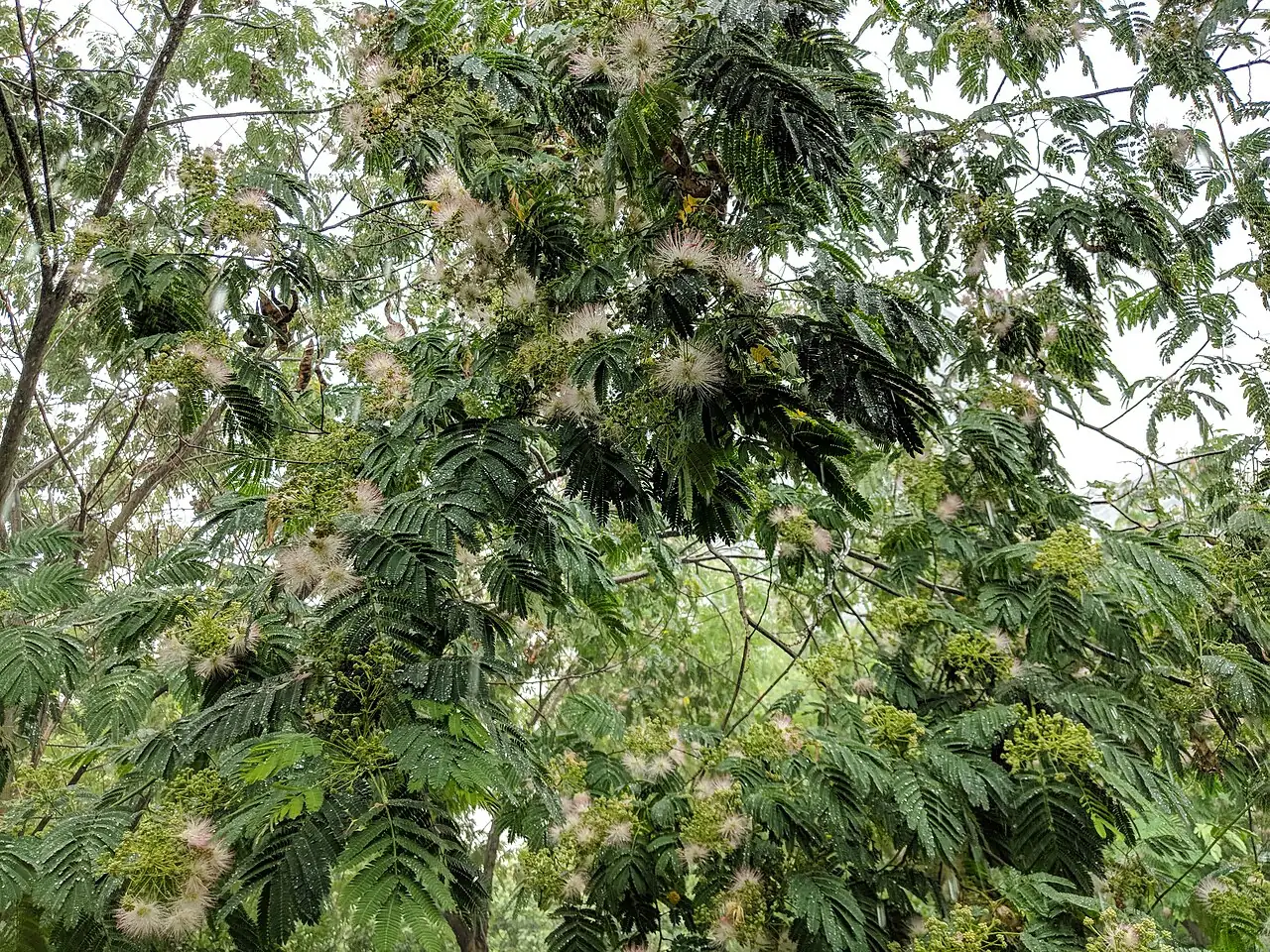 合欢 (Albizia julibrissin) — 更多视角