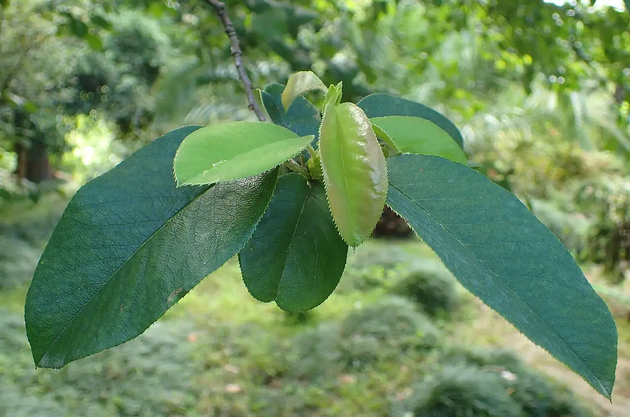 木瓜 (Chaenomeles sinensis) — 更多视角