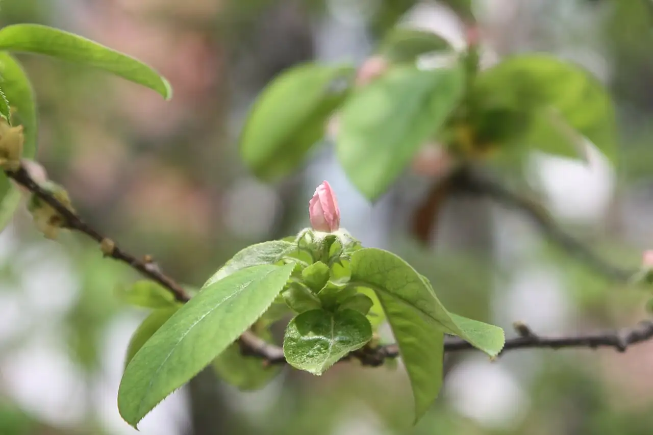 木瓜 (Chaenomeles sinensis) — 更多视角