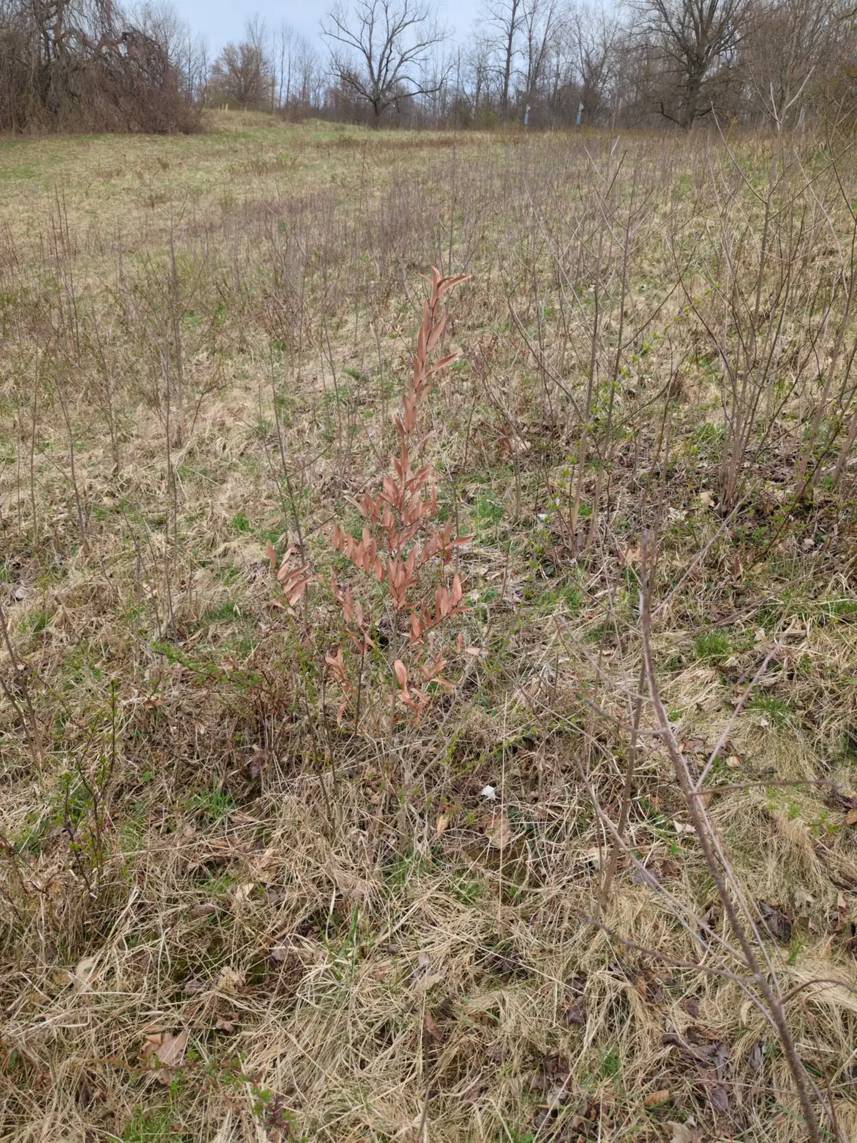 狭叶山胡椒 (Lindera angustifolia) — 环境展示