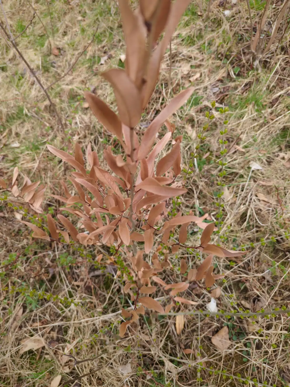 狭叶山胡椒 (Lindera angustifolia) — 更多视角