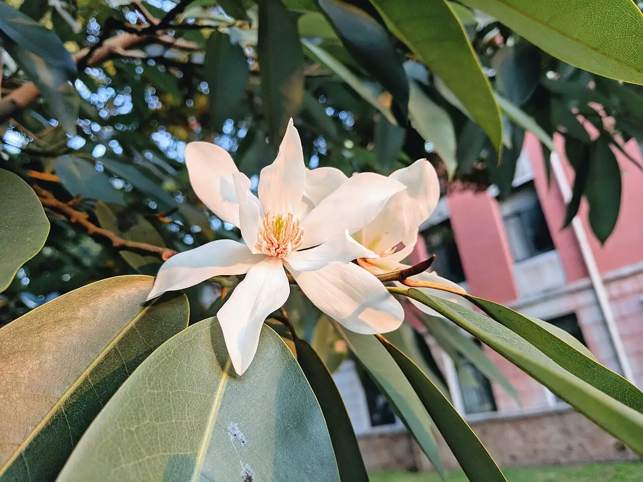 深山含笑 (Michelia maudiae) — 细节