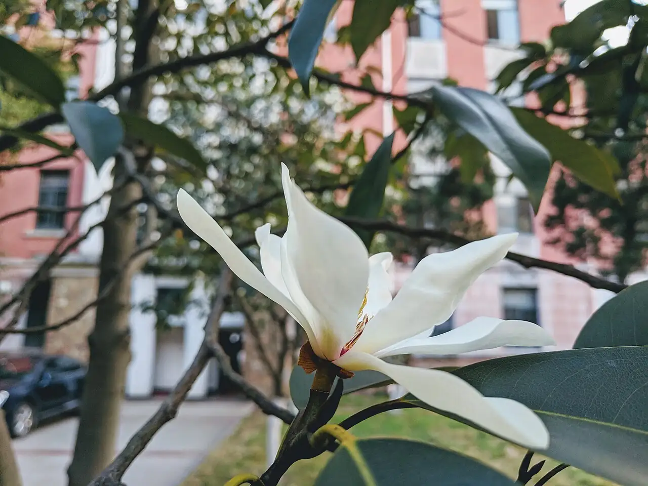 深山含笑 (Michelia maudiae) — 环境展示