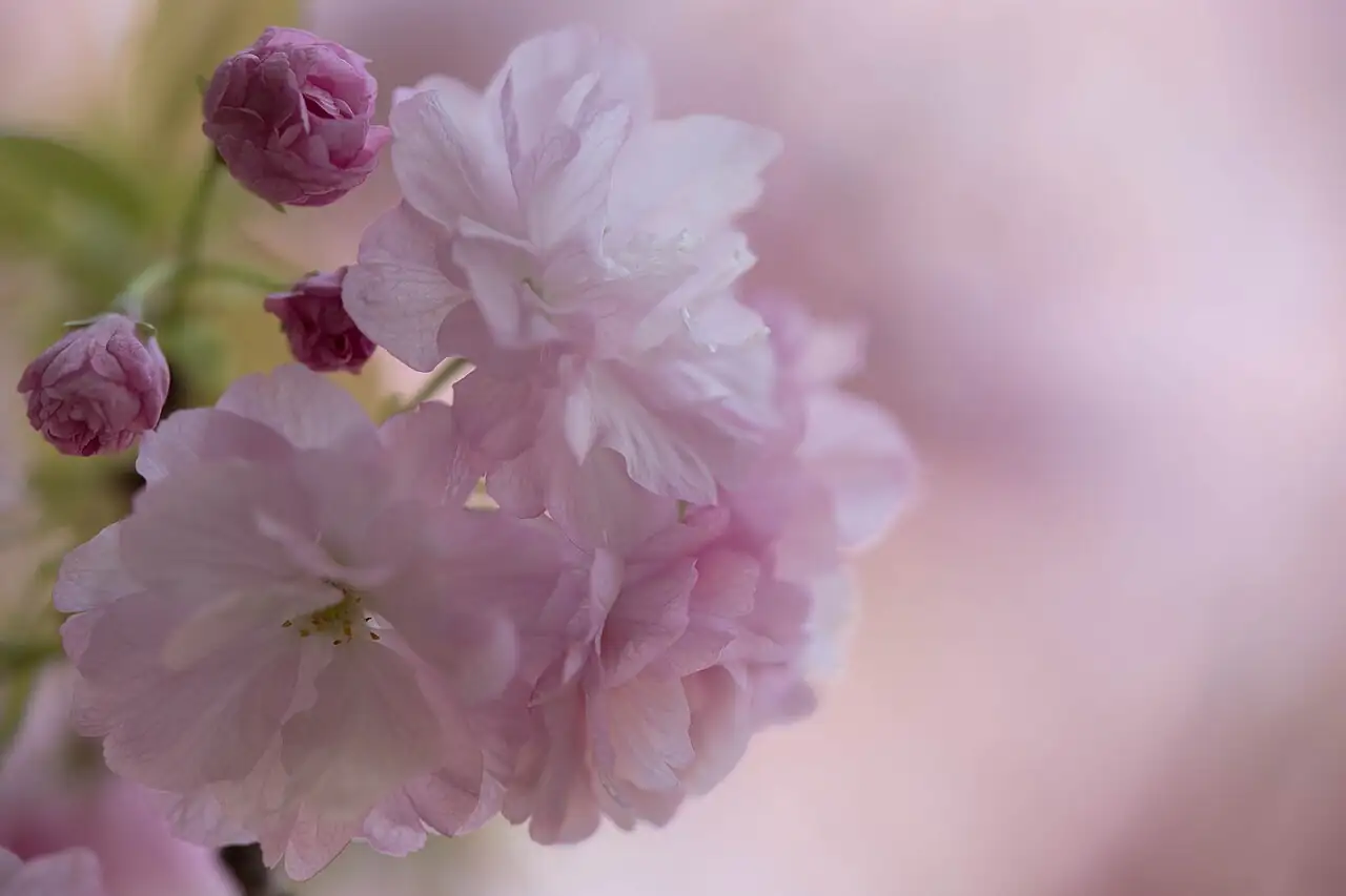日本晚樱 (Prunus lannesiana) — 环境展示