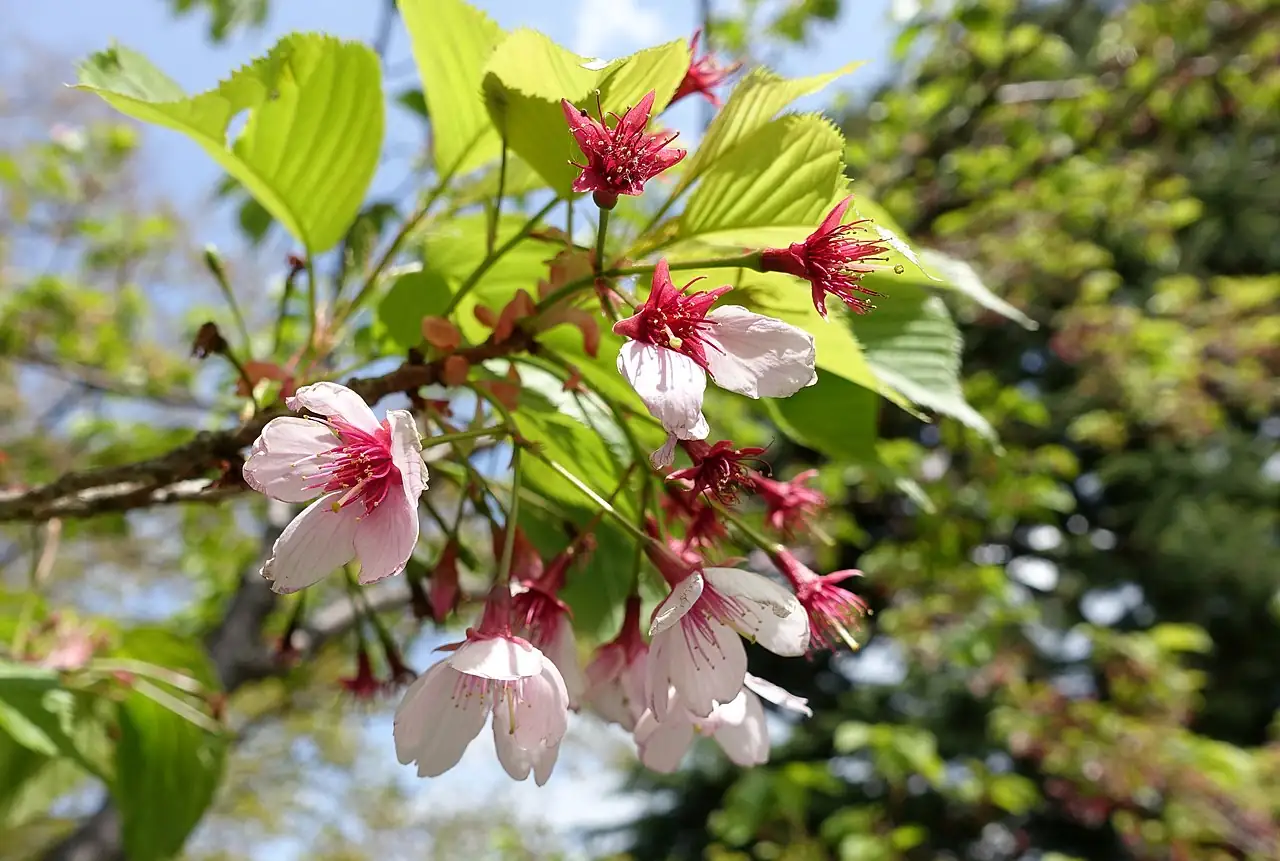 日本晚樱 (Prunus lannesiana) — 更多视角