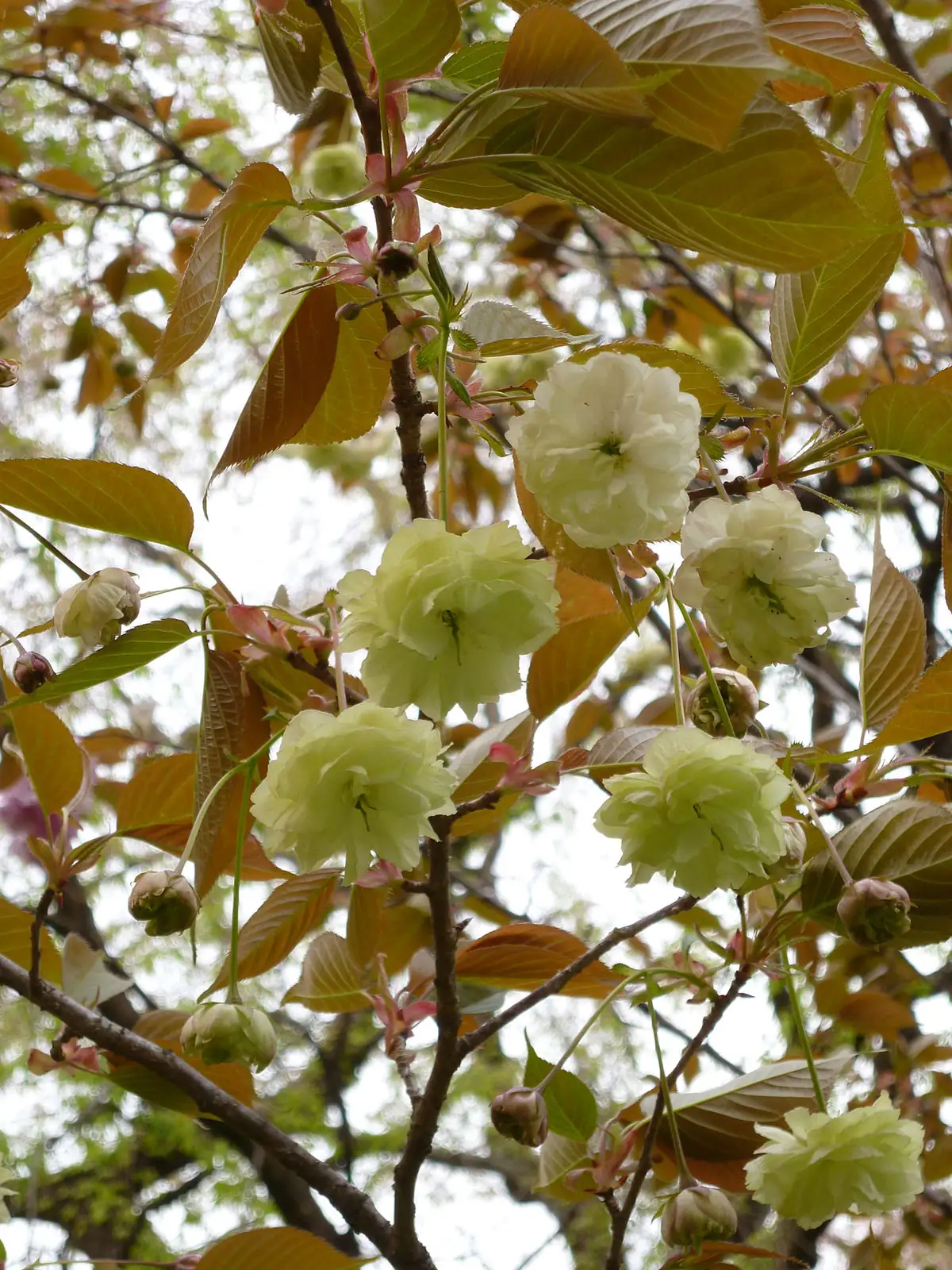 日本晚樱 (Prunus lannesiana) — 更多视角