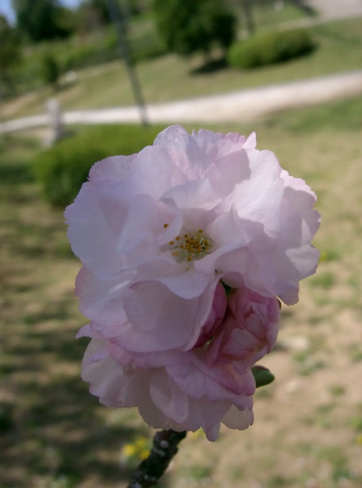 日本晚樱 (Prunus lannesiana) — 更多视角