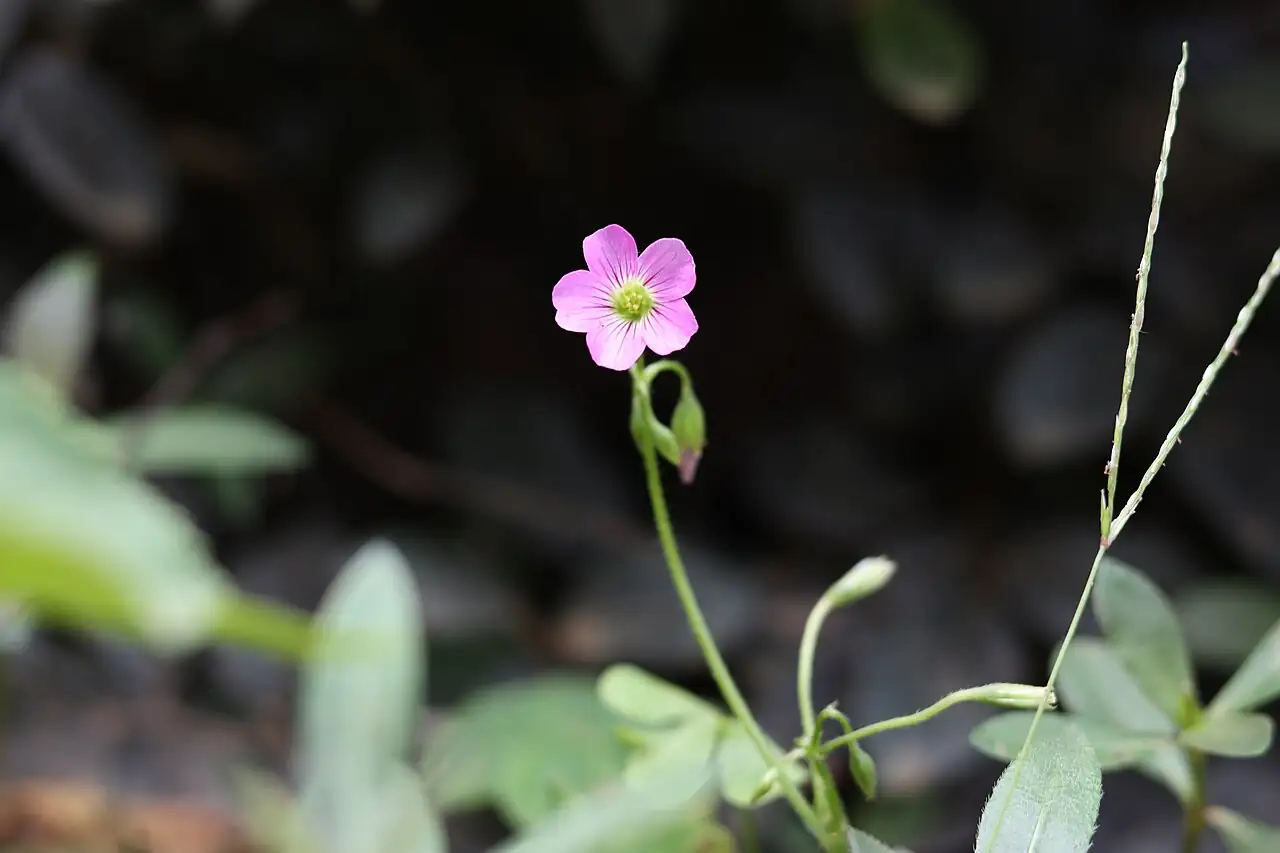 红花酢浆草 (Oxalis corymbosa) — 更多视角