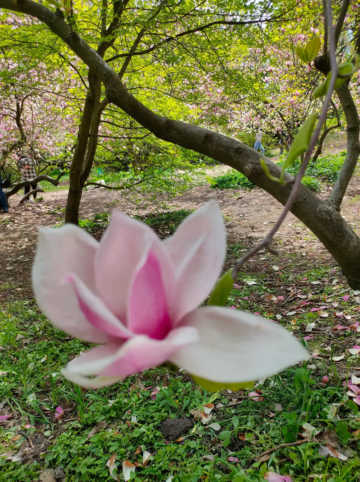 二乔玉兰 (Magnolia × soulangeana) — 更多视角