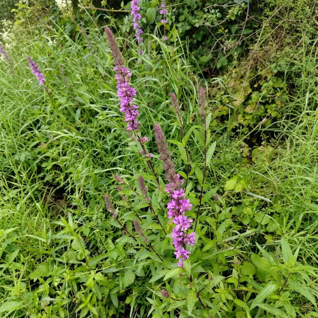 千屈菜 (Lythrum salicaria) — 特写