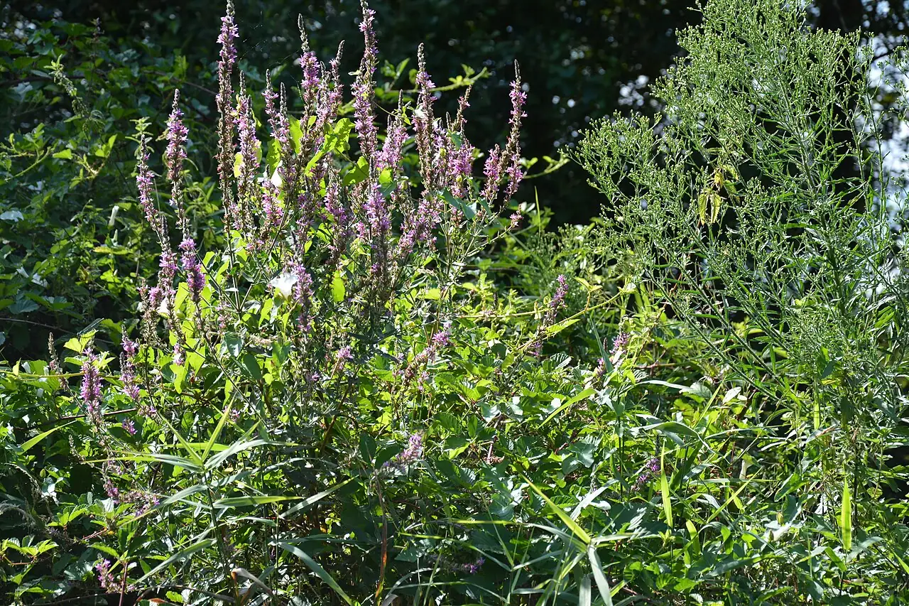千屈菜 (Lythrum salicaria) — 更多视角
