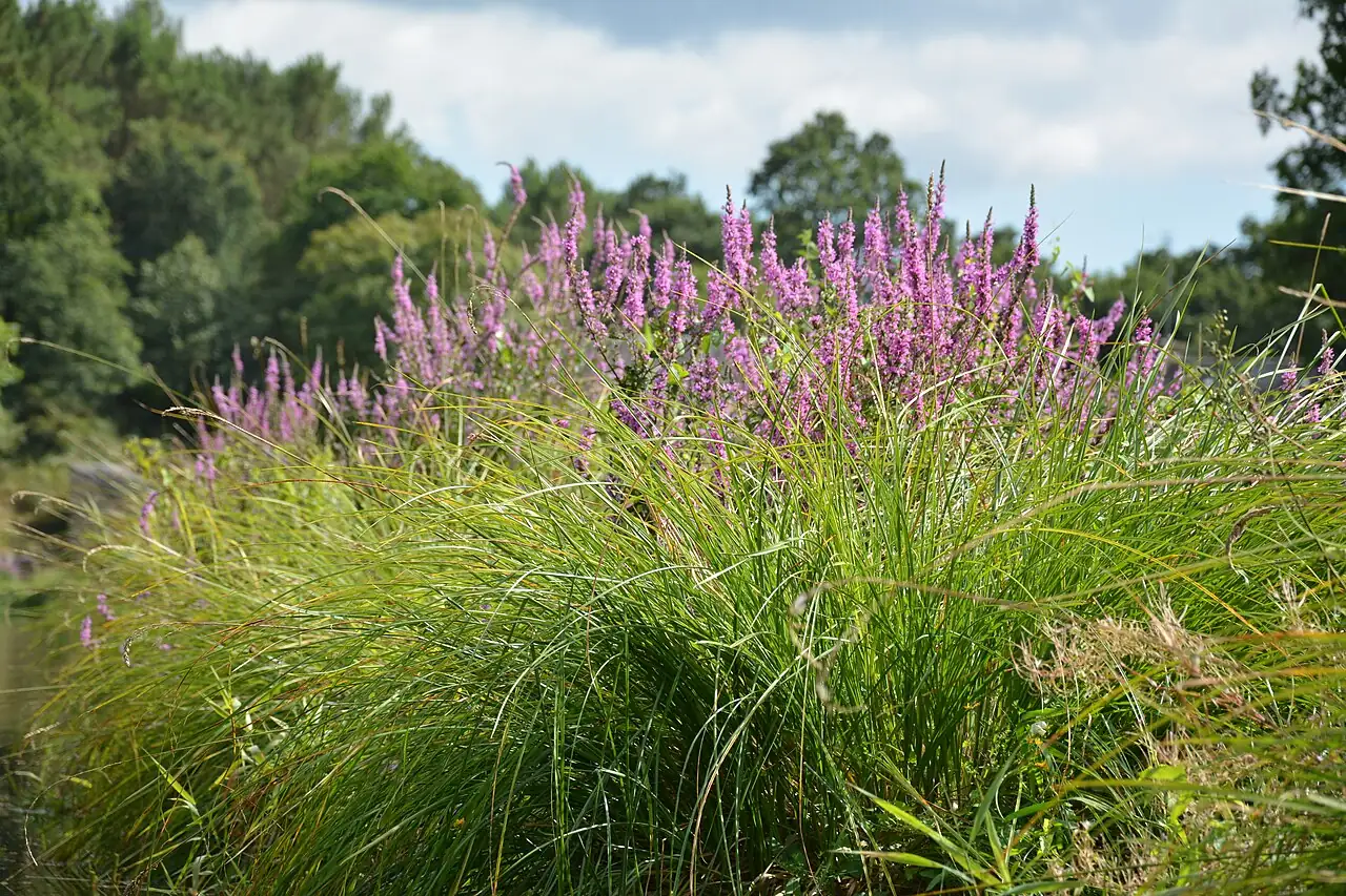 千屈菜 (Lythrum salicaria) — 更多视角