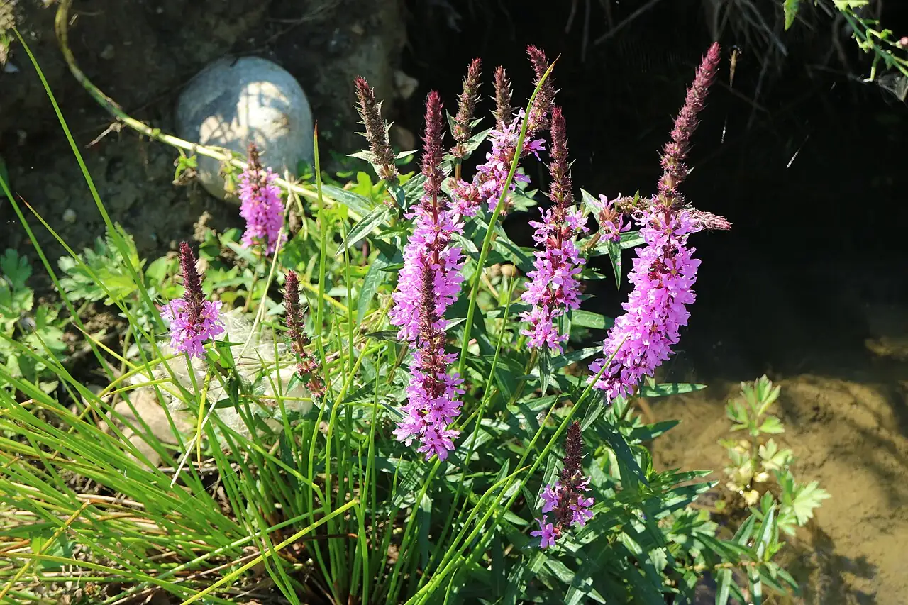 千屈菜 (Lythrum salicaria) — 更多视角