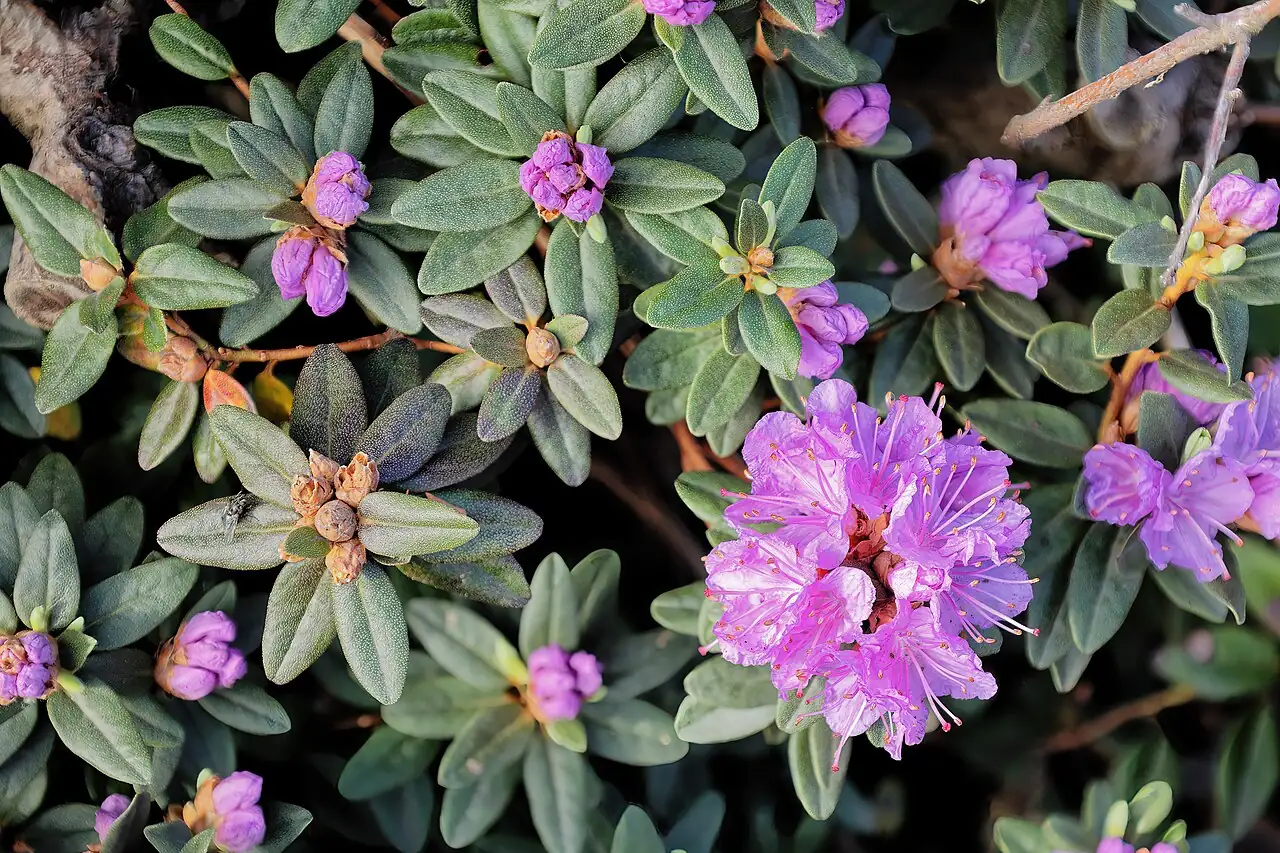 西洋杜鹃 (Rhododendron × hybridum) — 特写