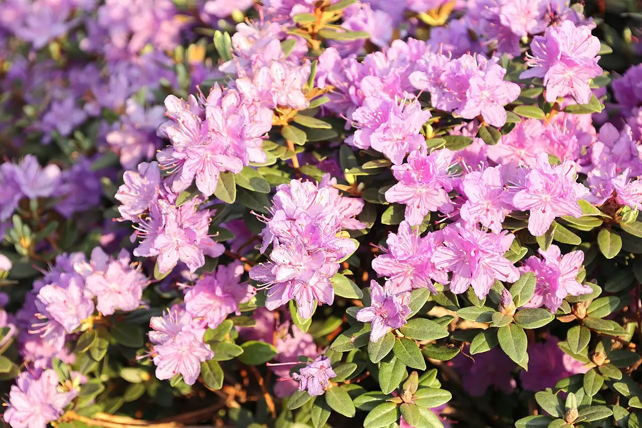 西洋杜鹃 (Rhododendron × hybridum) — 环境展示