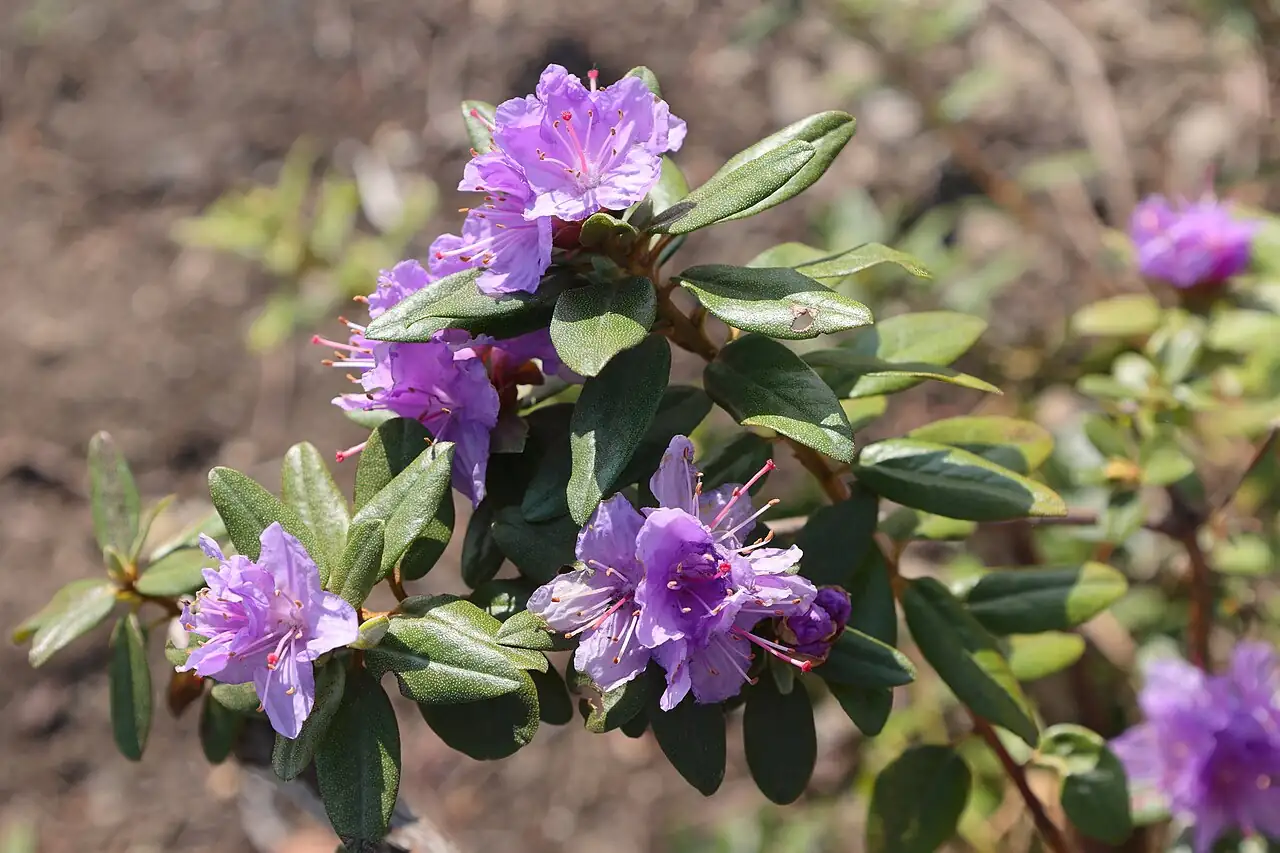 西洋杜鹃 (Rhododendron × hybridum) — 更多视角