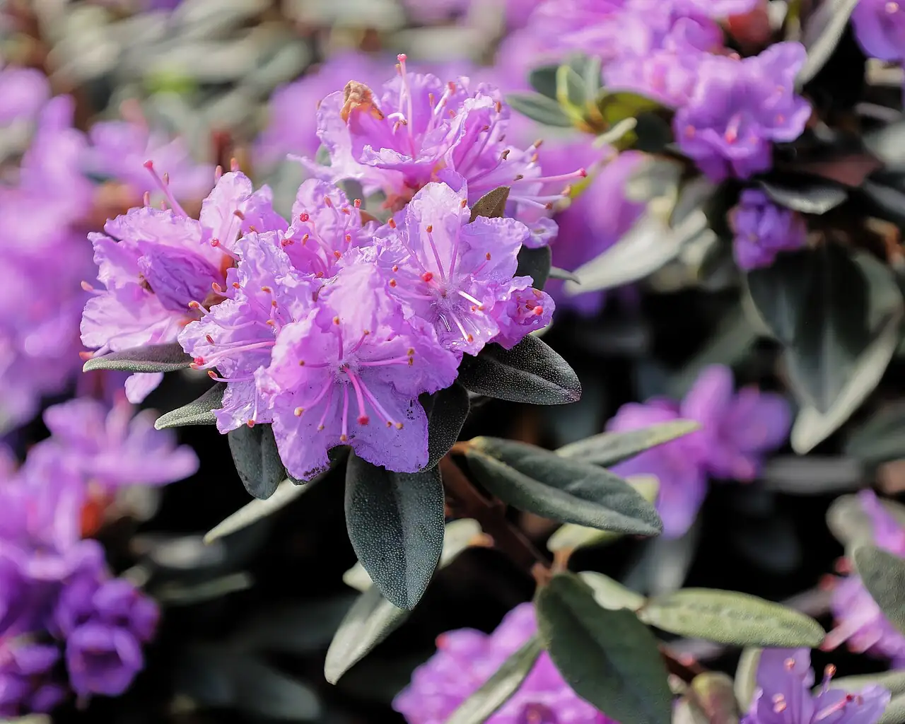西洋杜鹃 (Rhododendron × hybridum) — 更多视角