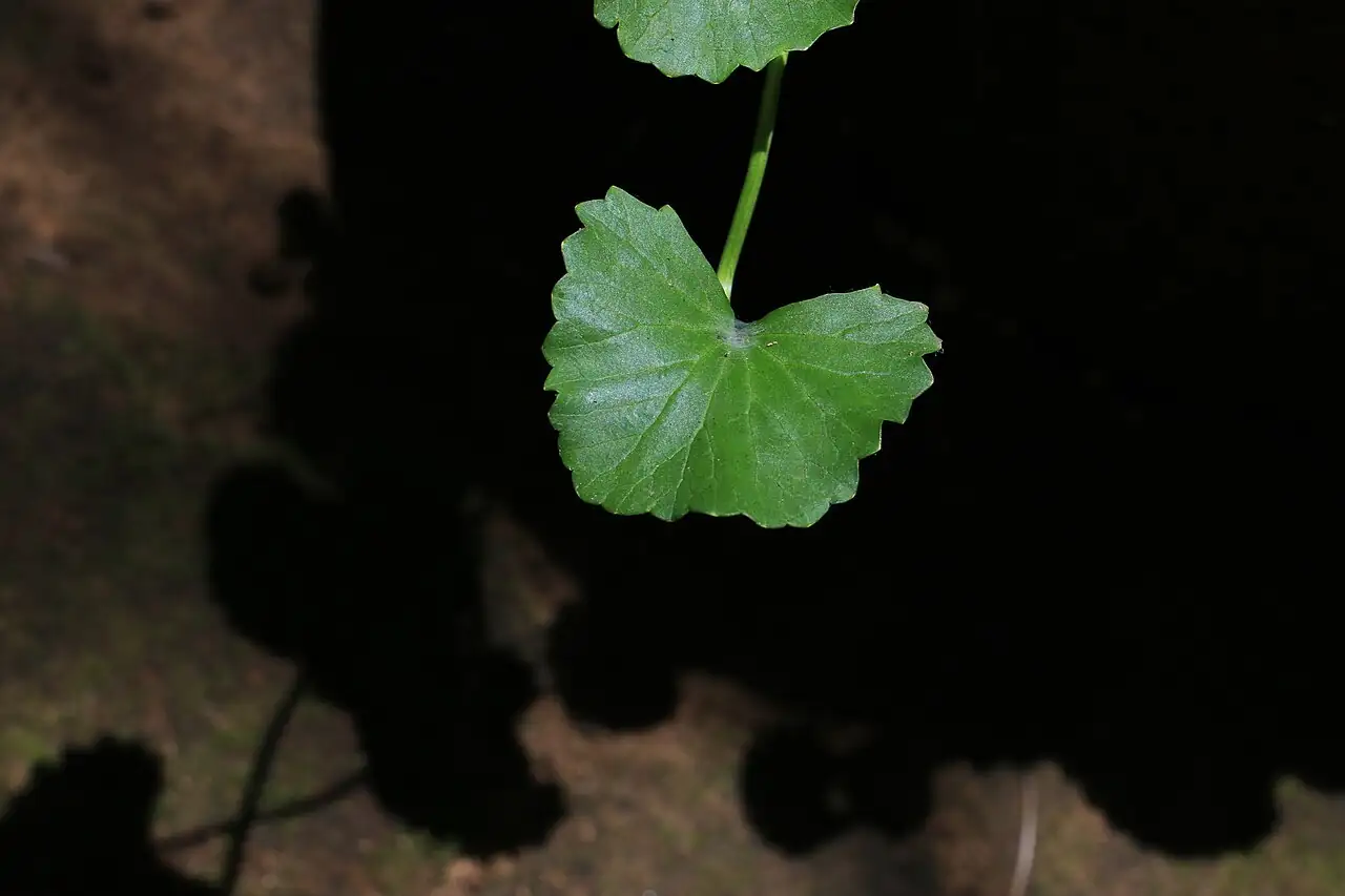 积雪草 (Centella asiatica) — 细节